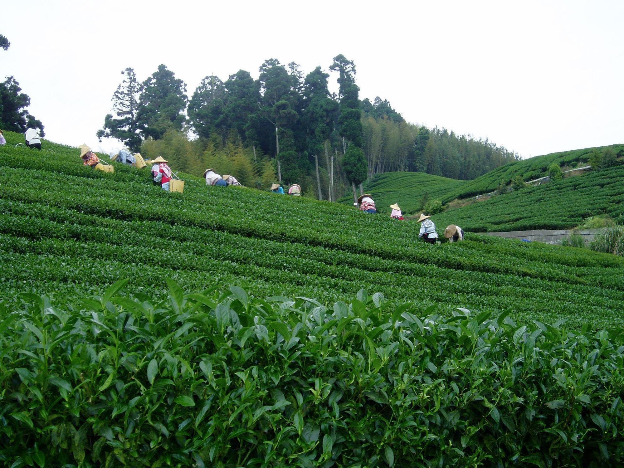 Alishan B&B Yunmingi Fenchihu Exterior photo